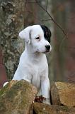 PARSON RUSSEL TERRIER 281